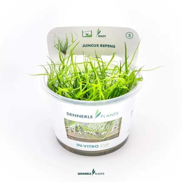 Planta acvariu Dennerle Juncus repens In-Vitro