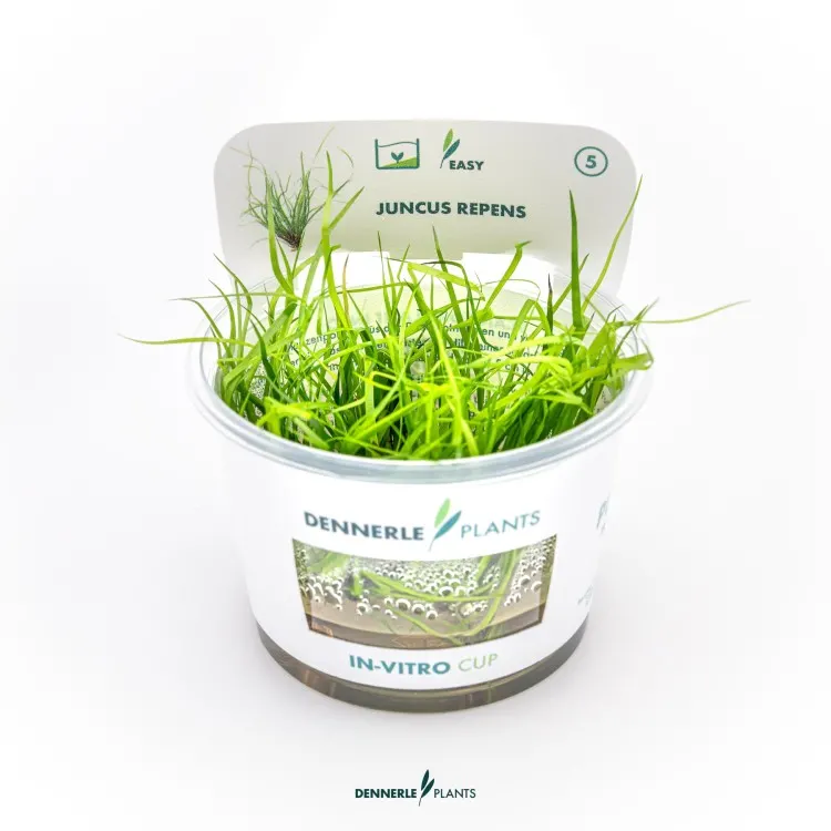 Planta acvariu Dennerle Juncus repens In-Vitro