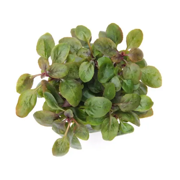 Planta acvariu Dennerle Lobelia cardinalis 'Mini'