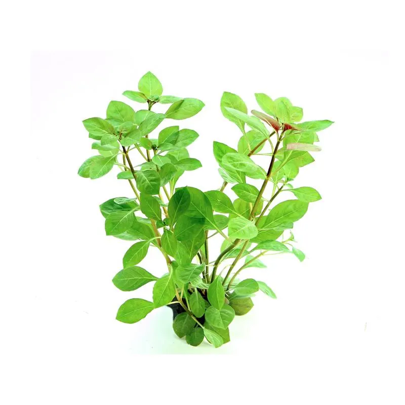 Planta acvariu Dennerle Ludwigia repens