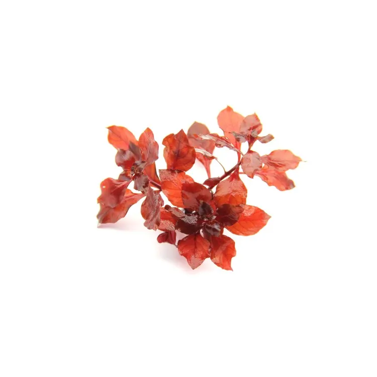 Planta acvariu Dennerle Ludwigia sp Super Red