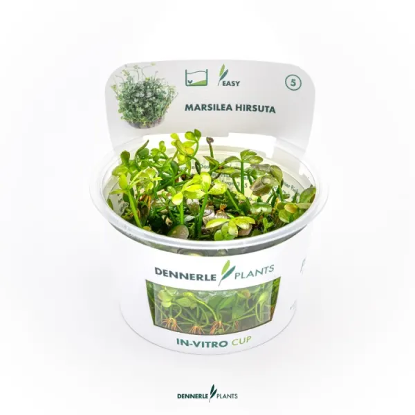 Planta acvariu Dennerle Marsilea hirsuta In-Vitro
