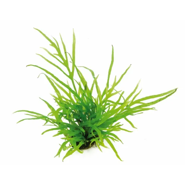 Planta acvariu Dennerle Microsorum pteropus Trident