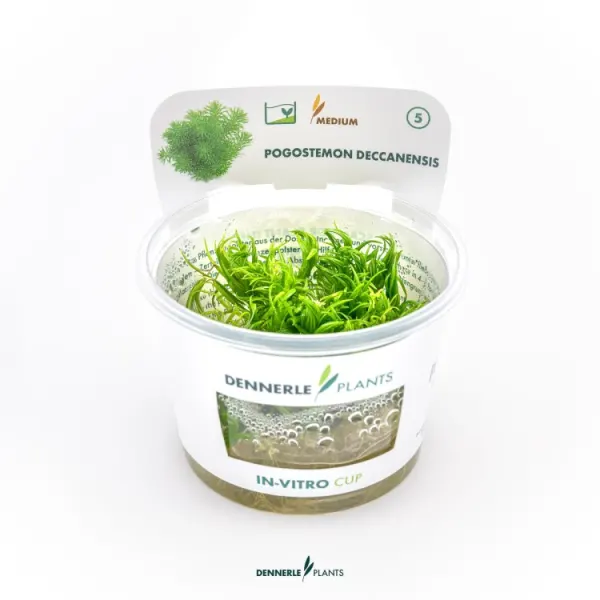 Planta acvariu Dennerle Pogostemon Deccanensis (Erectus) In-Vitro