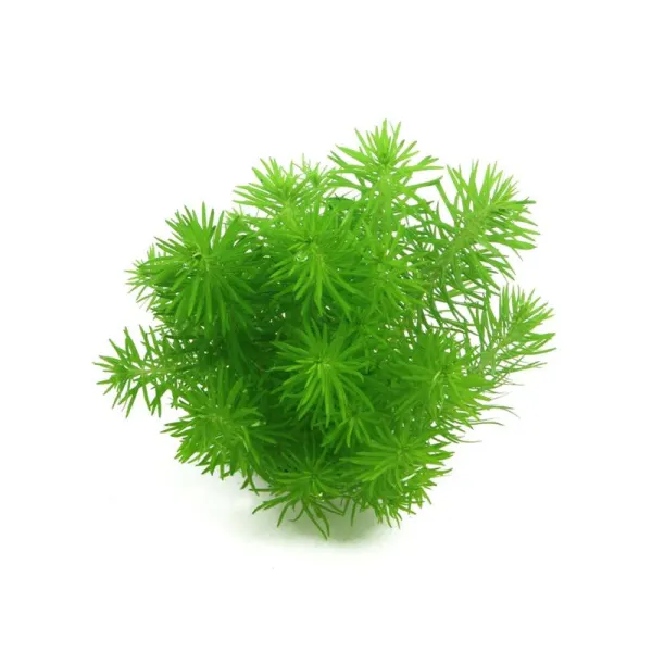 Planta acvariu Dennerle Pogostemon Erectus (Deccanensis)