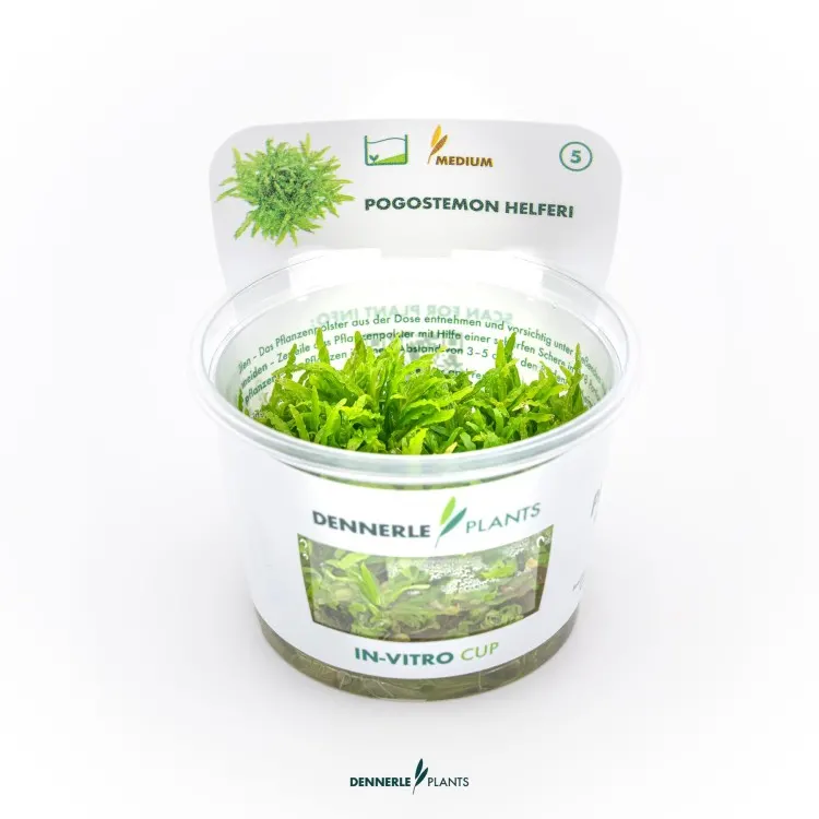 Planta acvariu Dennerle Pogostemon helferi In-Vitro