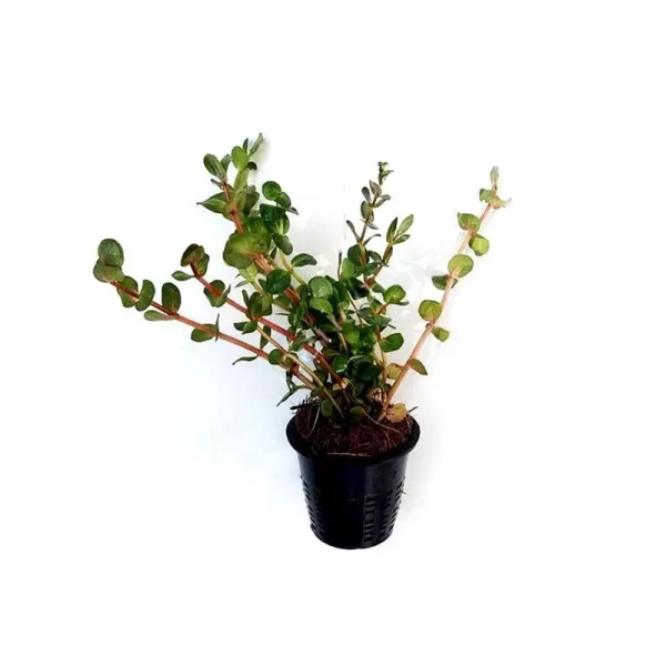 Planta acvariu Dennerle Rotala rotundifolia 'Laos'
