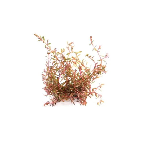 Planta acvariu Dennerle Rotala spec. H-Ra