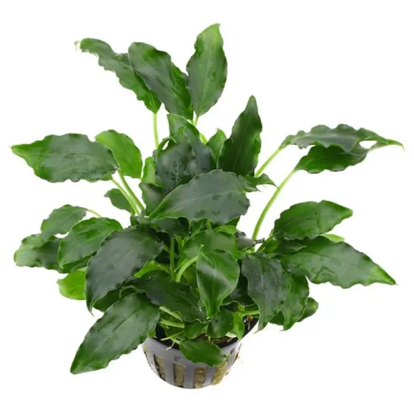 Planta acvariu Dennerle Schismatoglottis prietoi
