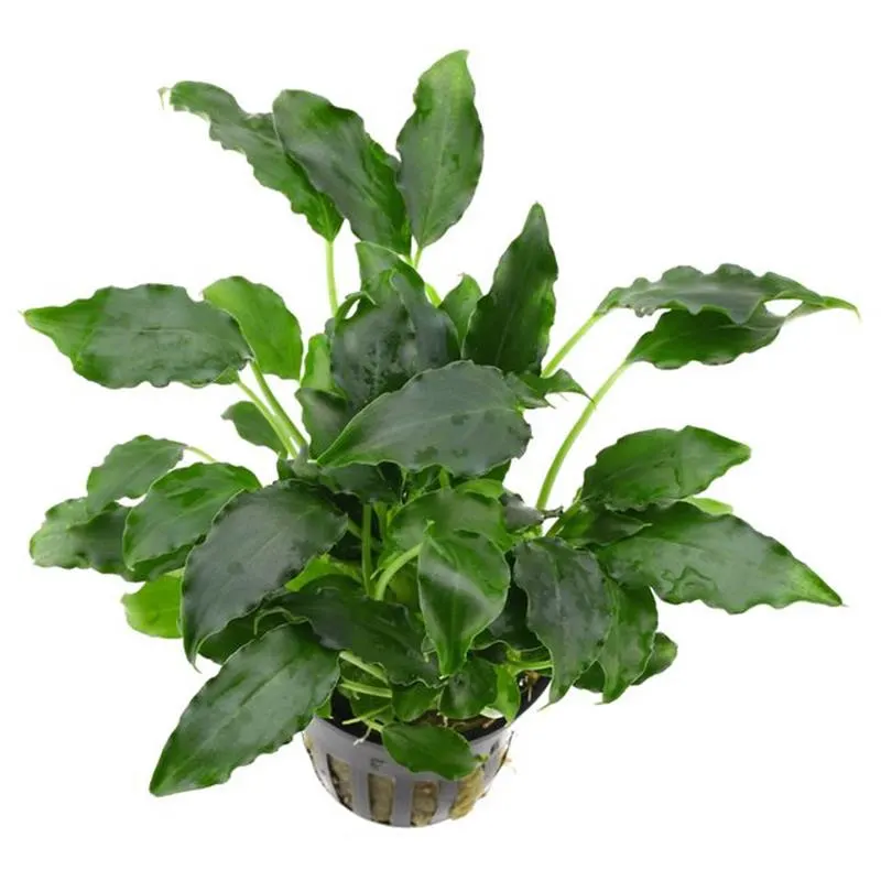 Planta acvariu Dennerle Schismatoglottis prietoi