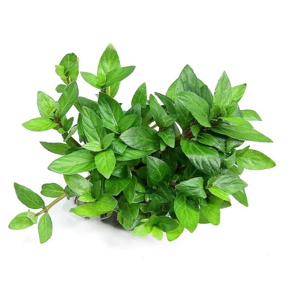 Planta acvariu Dennerle Staurogyne Repens