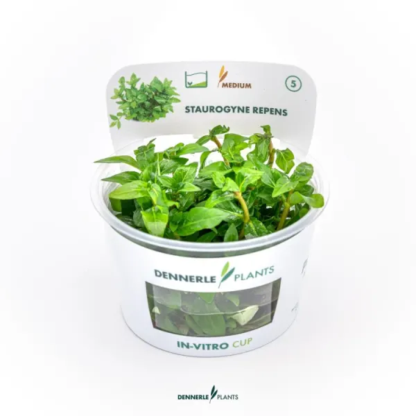 Planta acvariu Dennerle Staurogyne Repens In-Vitro