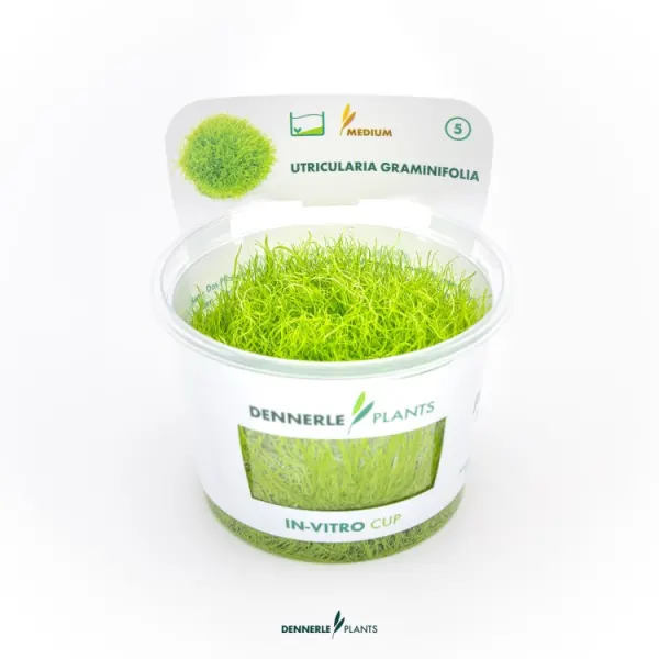 Planta acvariu Dennerle Utricularia Graminifolia In-Vitro