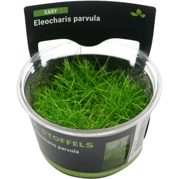 Planta acvariu Eleocharis Parvula in vitro