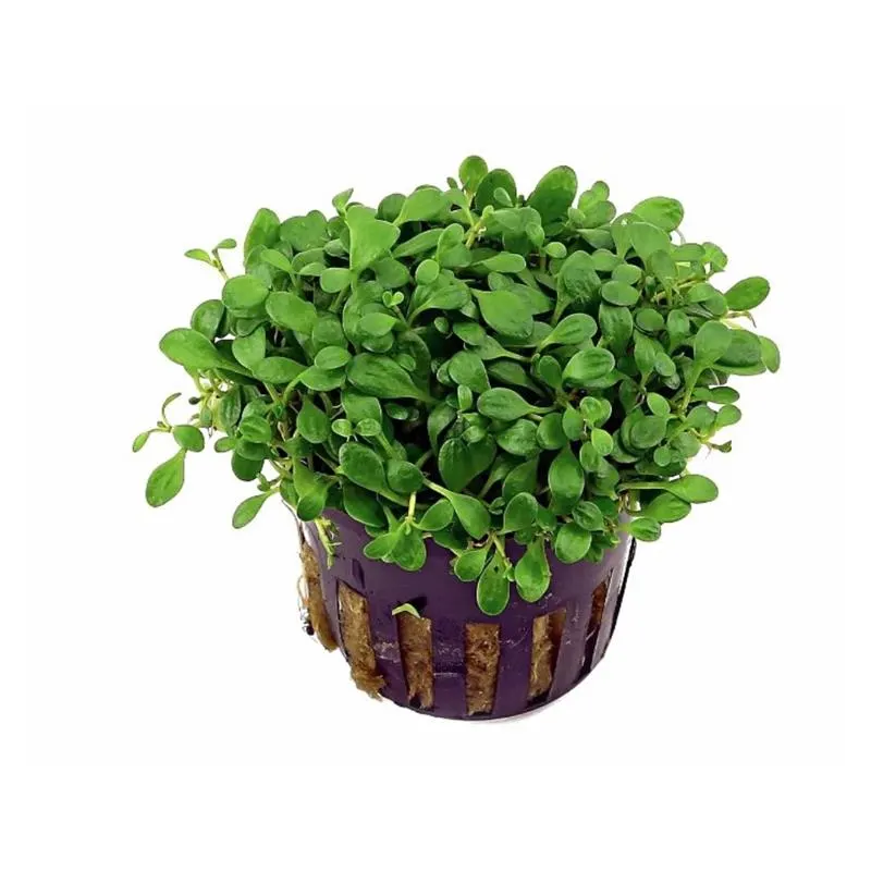 Planta acvariu Glossostigma Elatinoides Stoffels