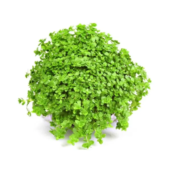 Planta acvariu Hemianthus callitrichoides Cuba Dennerle