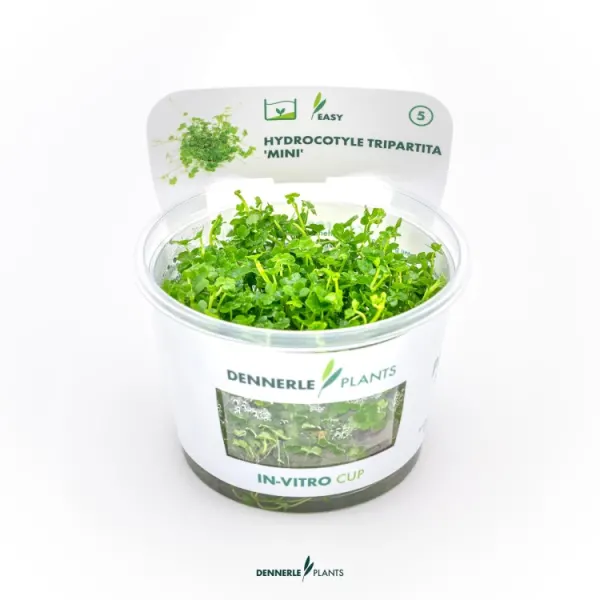 Planta acvariu Hydrocotyle tripartita 'Mini' in vitro Dennerle