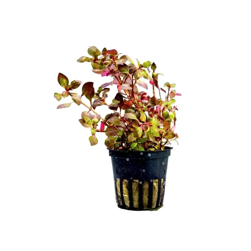 Planta acvariu Ludwigia Palustris Super Red Stoffels