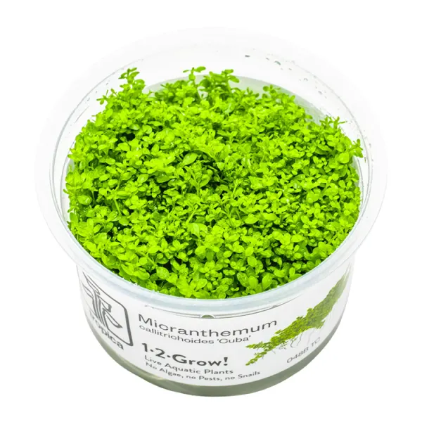 Planta acvariu Micranthemum callitrichoides Cuba In-Vitro Tropica