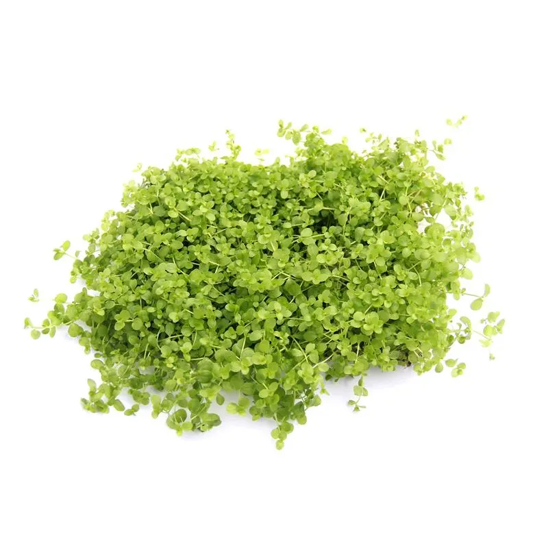 Planta acvariu Micranthemum tweediei Montecarlo On Pad