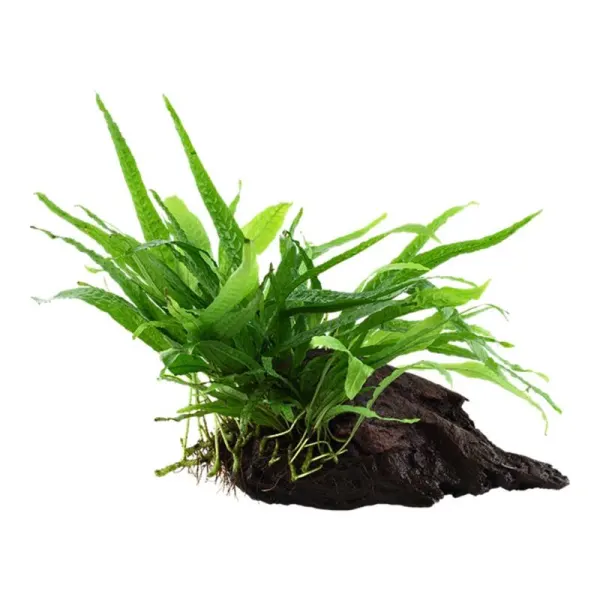 Planta acvariu Microsorum Pteropus Narrow on wood Tropica