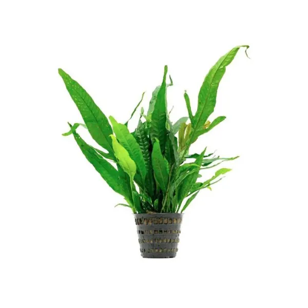 Planta acvariu Microsorum Pteropus Stoffels