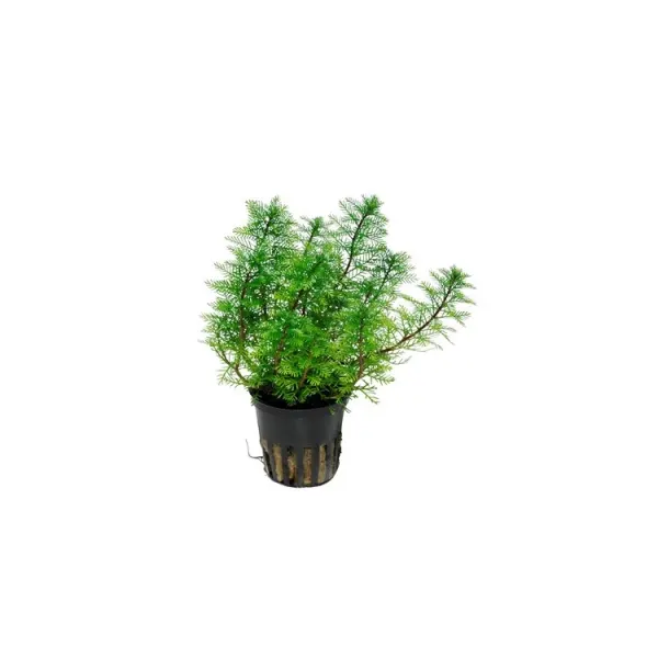 Planta acvariu Myriophyllum mattogrossense Tropica