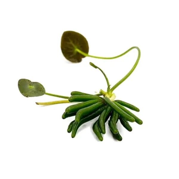 Planta acvariu Nymphoides Aquatica Stoffels Bulb