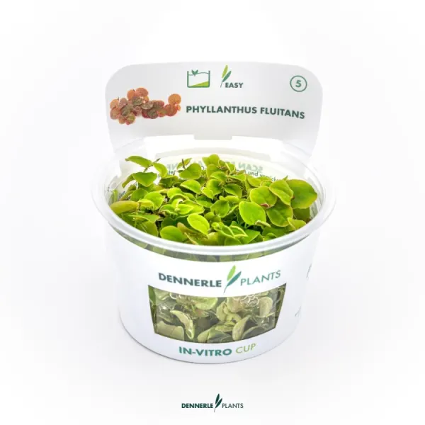 Planta acvariu plutitoare Dennerle Phyllanthus Fluitans In-Vitro