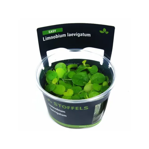 Planta acvariu plutitoare Stoffels Limnobium Laevigatum In-Vitro