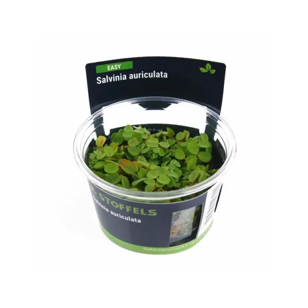 Planta acvariu plutitoare Stoffels Salvinia Auriculata In-Vitro
