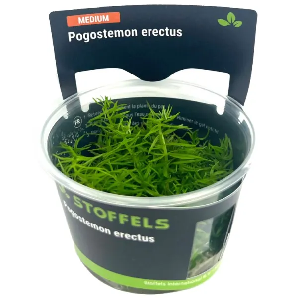 Planta acvariu Pogostemon Erectus in vitro Stoffels