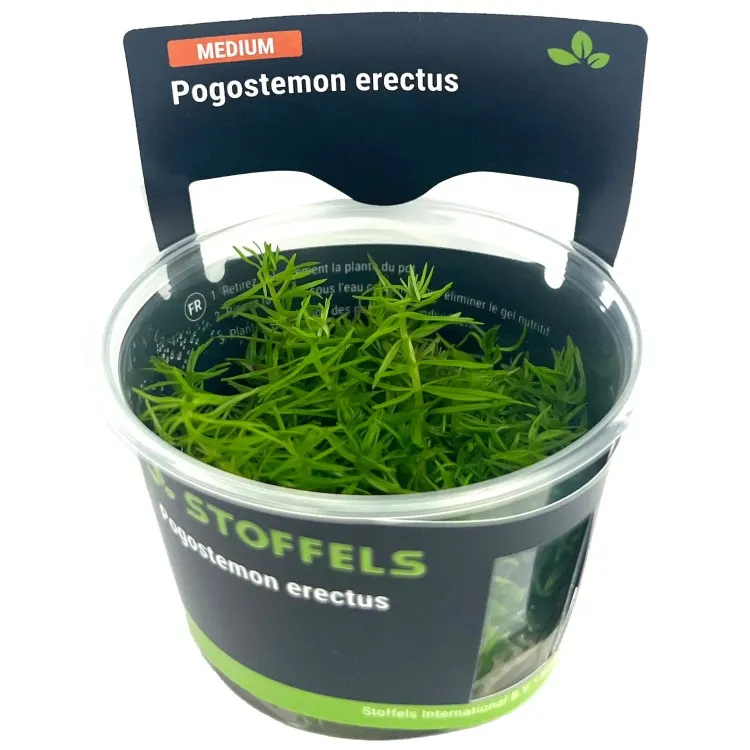 Planta acvariu Pogostemon Erectus in vitro Stoffels