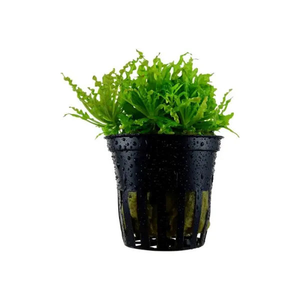 Planta acvariu Pogostemon Helferi Stoffels