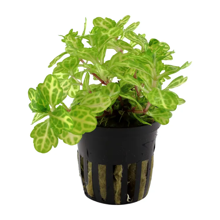 Planta acvariu Shinnersia rivularis Weiss-Grun Tropica
