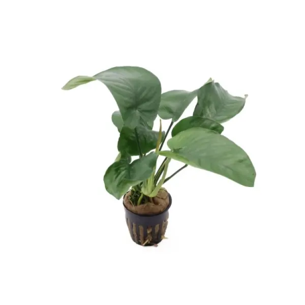Planta acvariu Stoffels Anubias Barteri