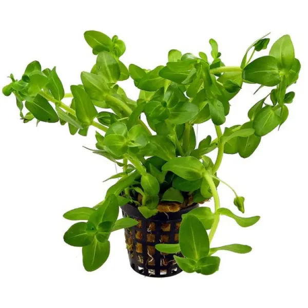 Planta acvariu Stoffels Bacopa caroliniana 'Amplexicaulis'