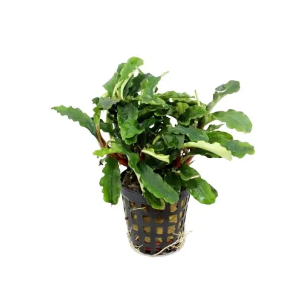 Planta acvariu Stoffels Bucephalandra 'Green Velvet'
