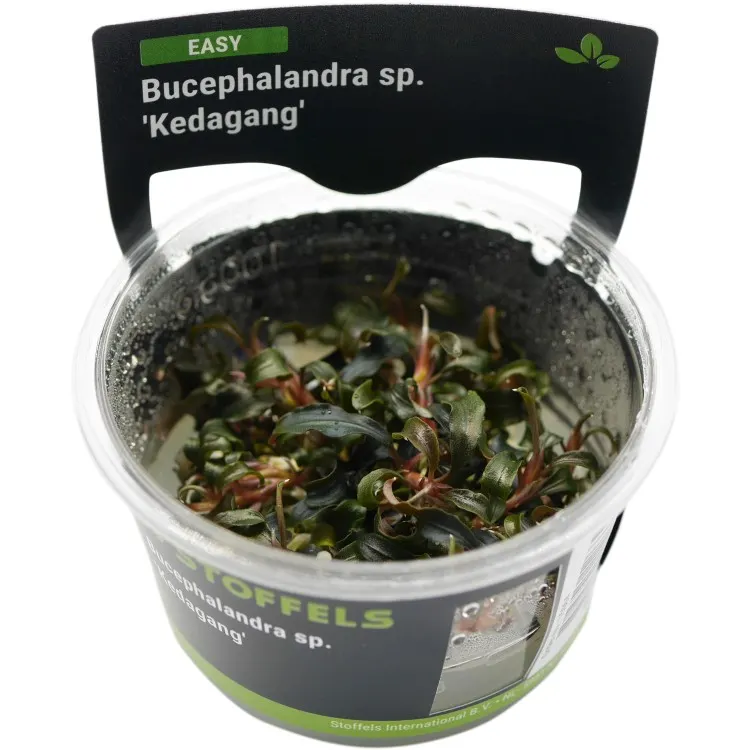Planta acvariu Stoffels Bucephalandra 'Kedagang' In-Vitro