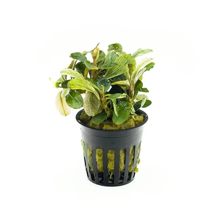 Planta acvariu Stoffels Bucephalandra 'Malawi Pink'