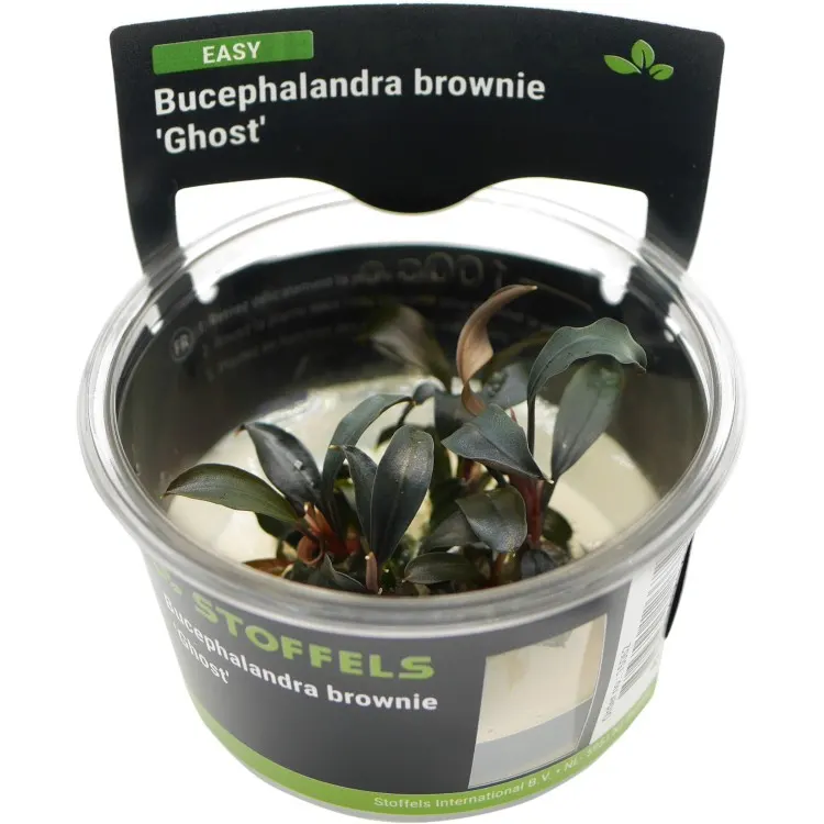 Planta acvariu Stoffels Bucephalandra brownie 'Ghost' In-Vitro