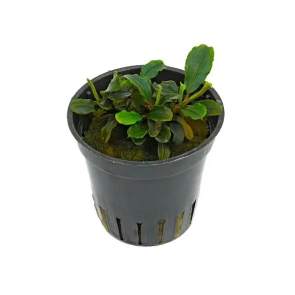 Planta acvariu Stoffels Bucephalandra sp. Mini Red