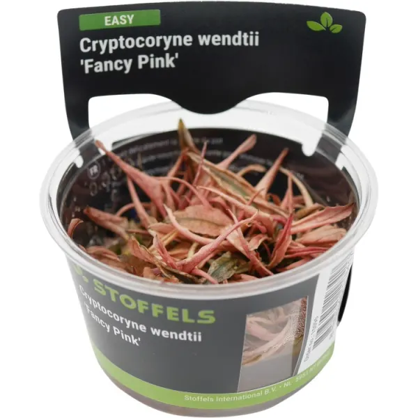 Planta acvariu Stoffels Cryptocoryne 'Fancy Pink' In-Vitro