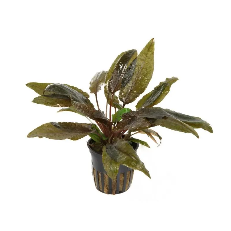 Planta acvariu Stoffels Cryptocoryne wendtii 'Tropica'