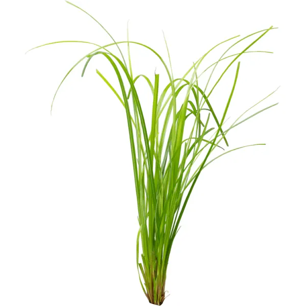 Planta acvariu Stoffels Cyperus Helferi