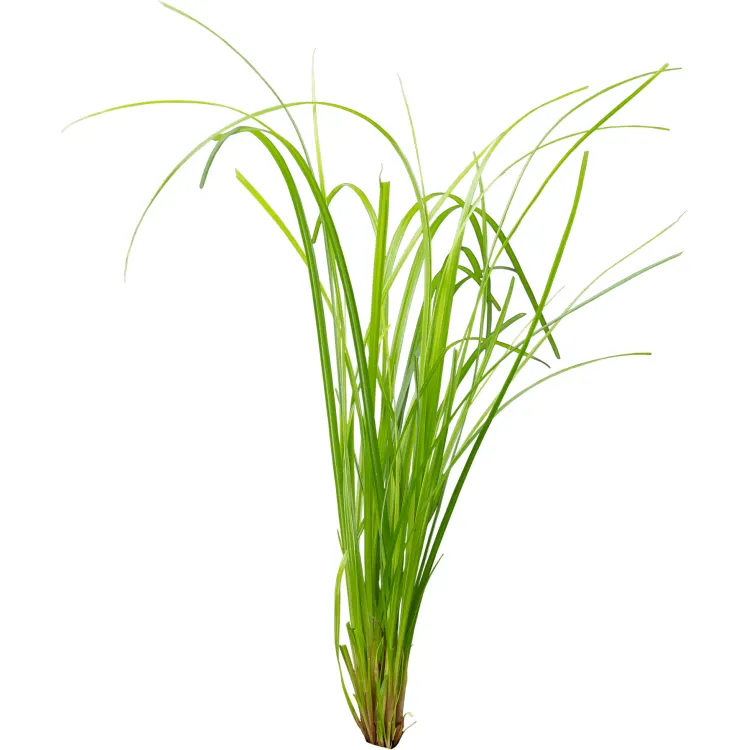 Planta acvariu Stoffels Cyperus Helferi
