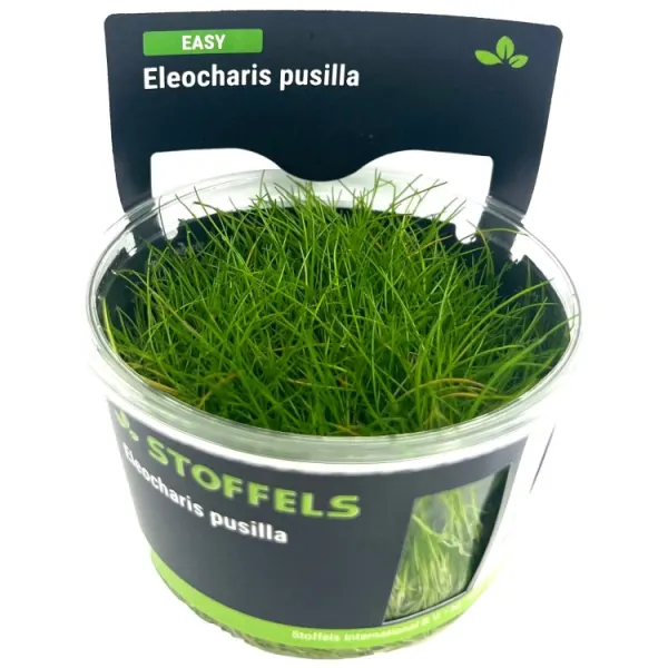 Planta acvariu Stoffels Eleocharis 'Pusilla' In-Vitro