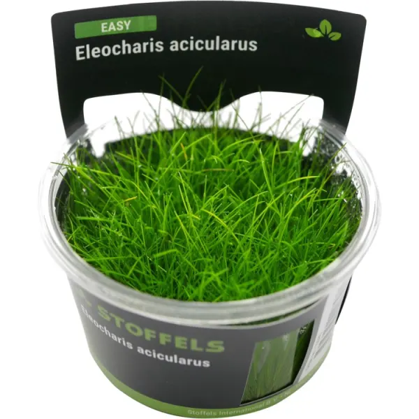Planta acvariu Stoffels Eleocharis Acicularis in-Vitro