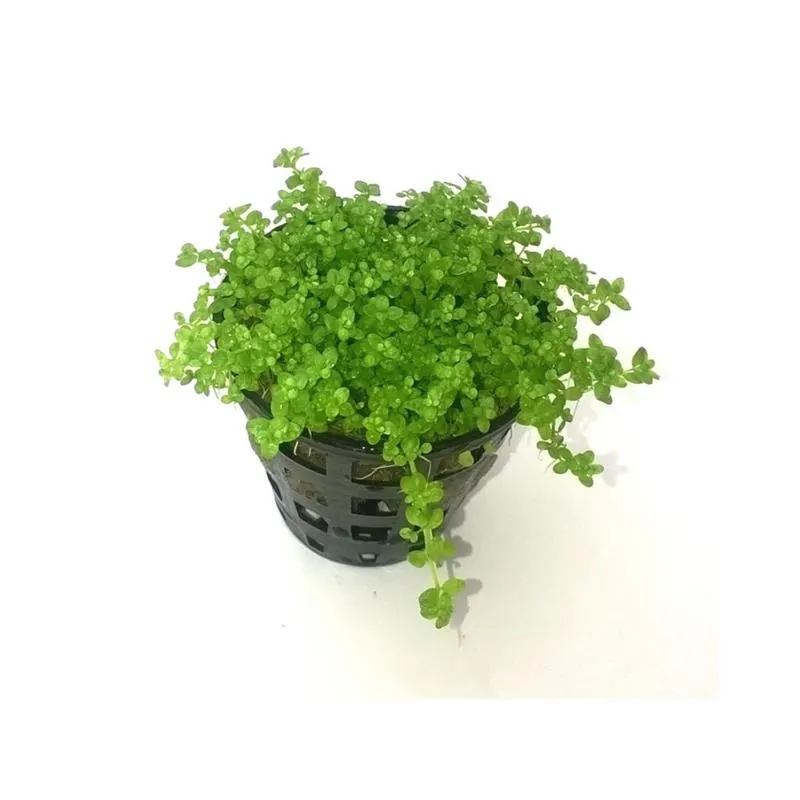 Planta acvariu Stoffels Hemianthus Callitrichoides