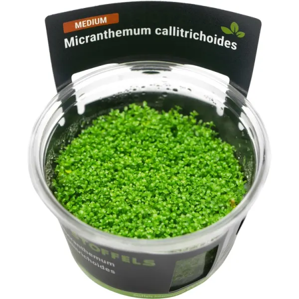 Planta acvariu Stoffels Hemianthus Callitrichoides Cuba in vitro